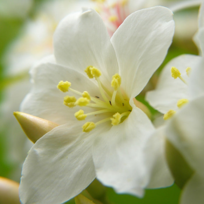 JASMINE