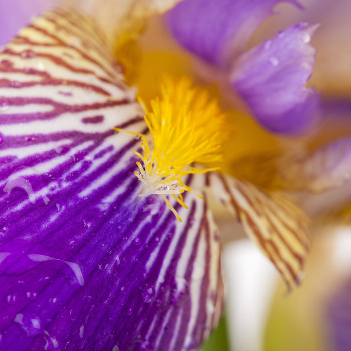 IRIS