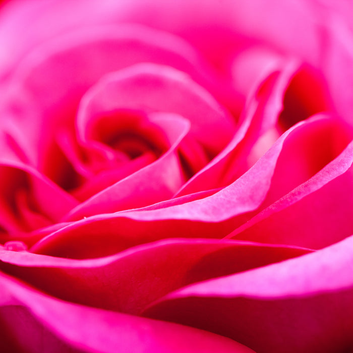 BULGARIAN ROSE