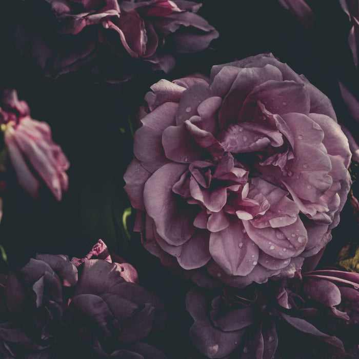 DARK FLORALS