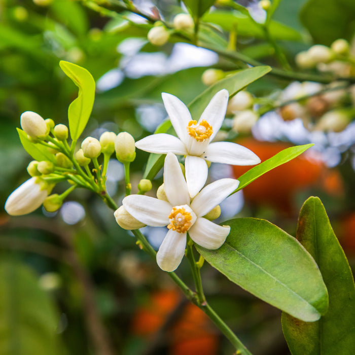ORANGE BLOSSOM